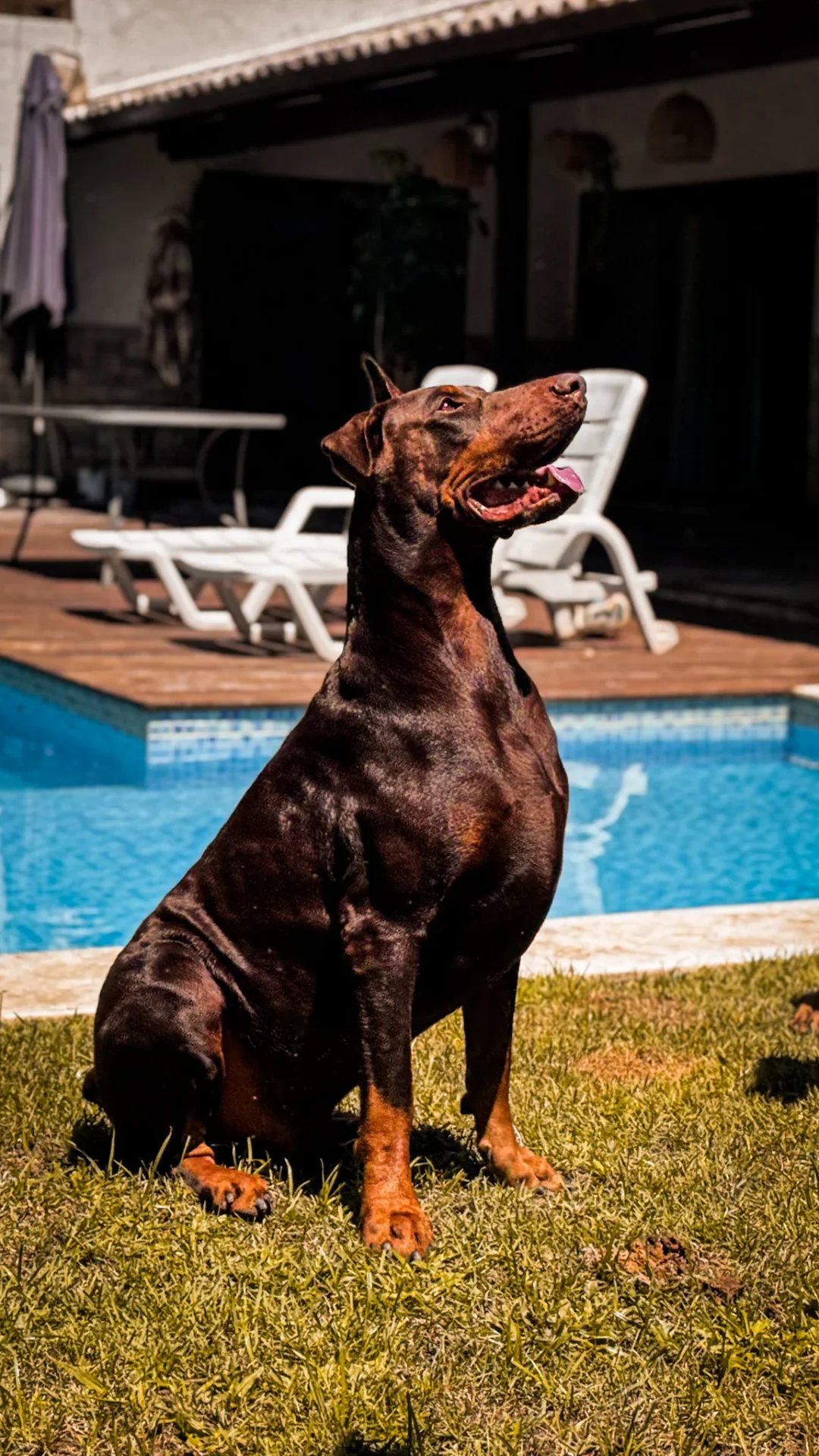Doberman sentado na grama em frente a uma piscina