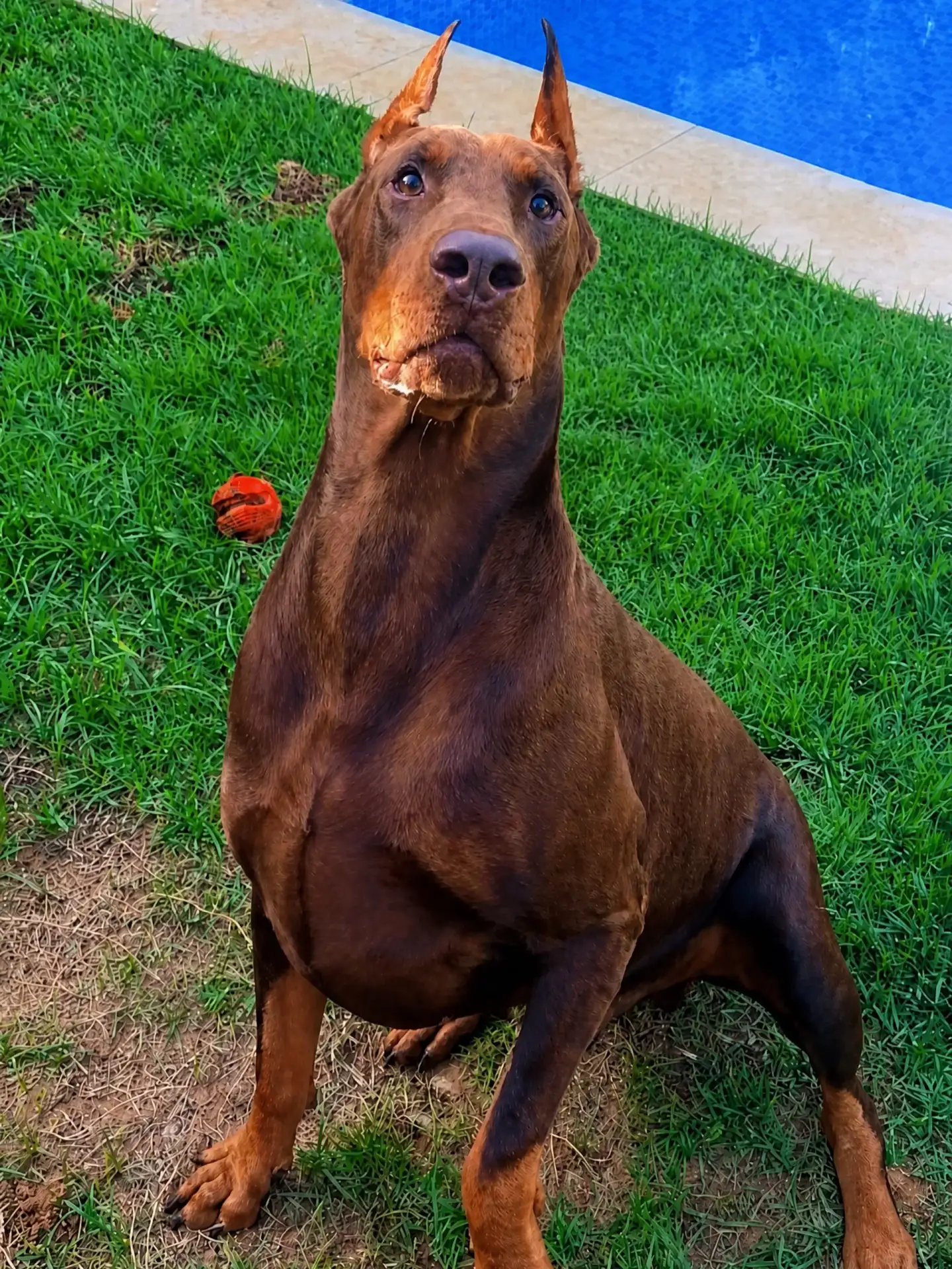 Doberman marrom e castanho adulto sentado na grama, à beira da piscina do canil
