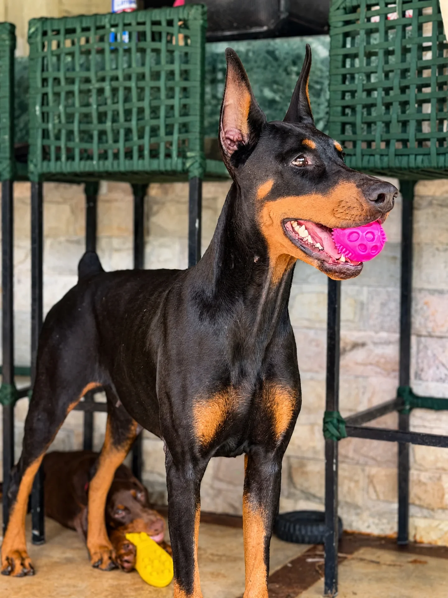 Doberman Kira brincando com bolinha