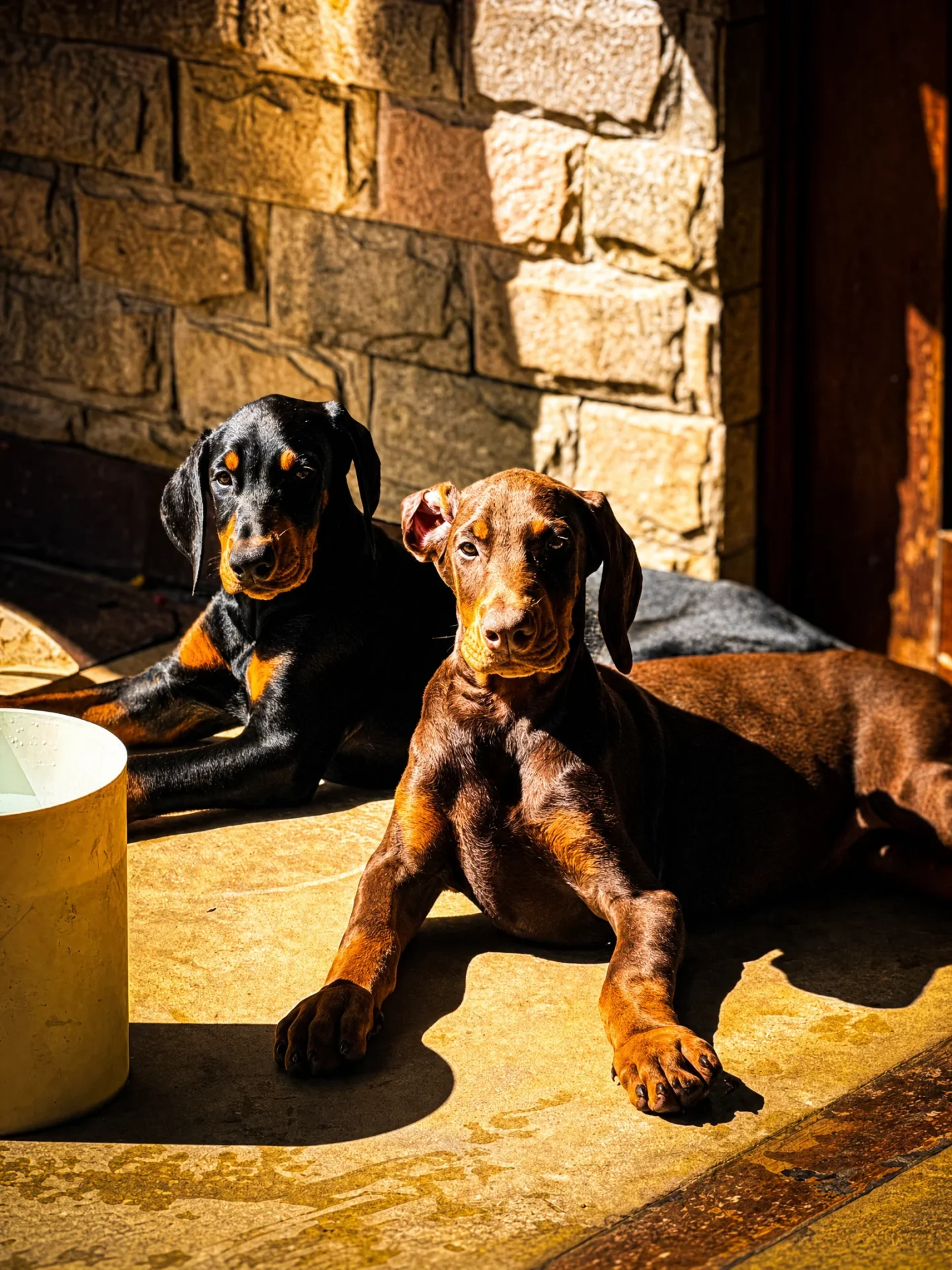 Filhotes tomando banho de sol