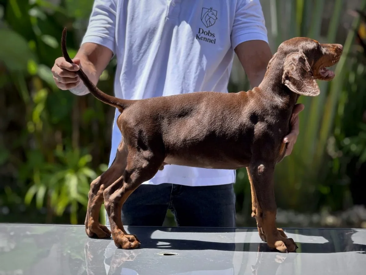 Kratos Dobs Kennel — foto 9