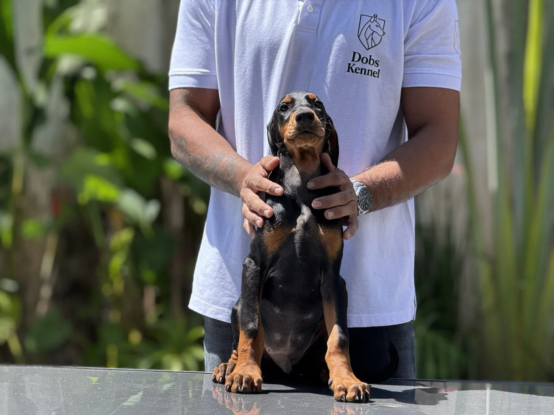 Adonis Dobs Kennel — foto 1