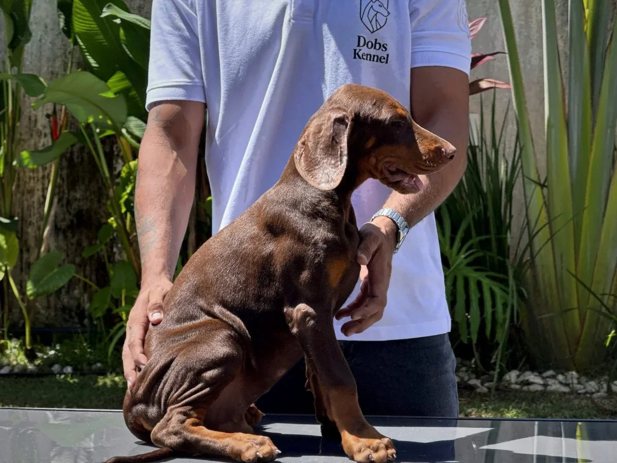 Kratos Dobs Kennel — foto 13