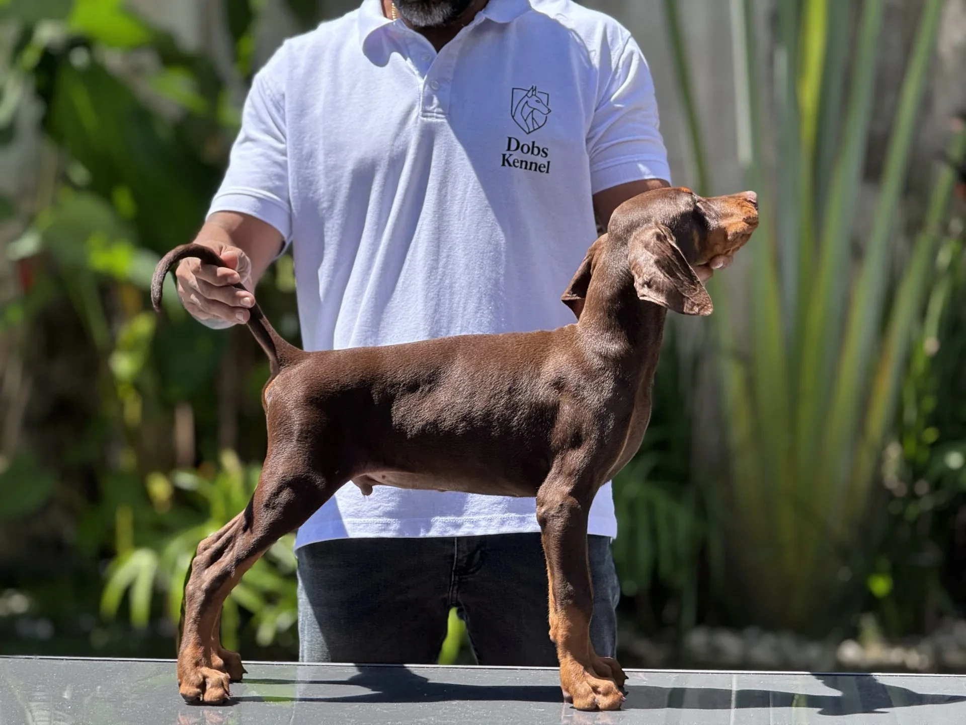 Zig Dobs Kennel — foto 6