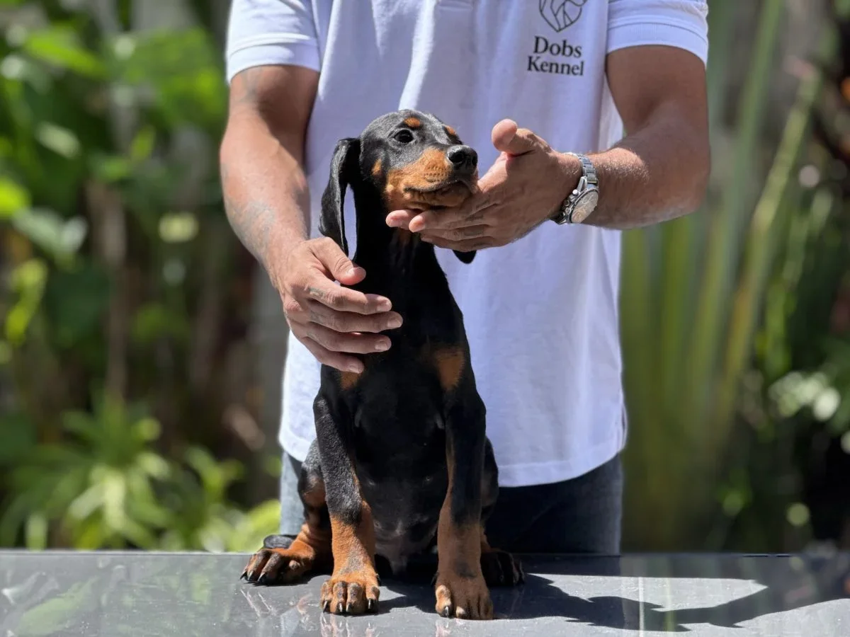 Klelp Doobs Kennel — foto 2