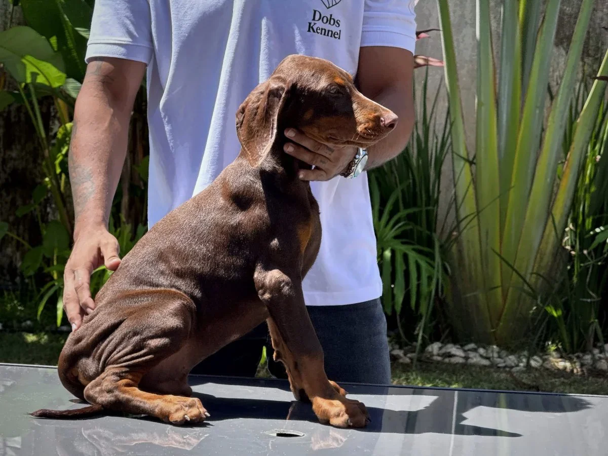 Kratos Dobs Kennel — foto 12