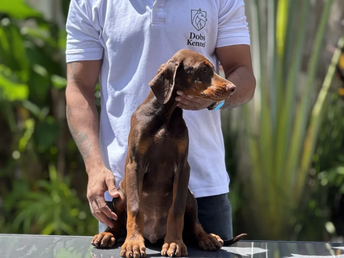 Draco Doobs Kennel — foto 6