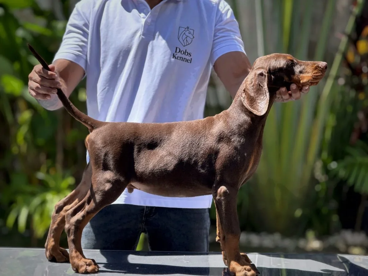Kratos Dobs Kennel — foto 11