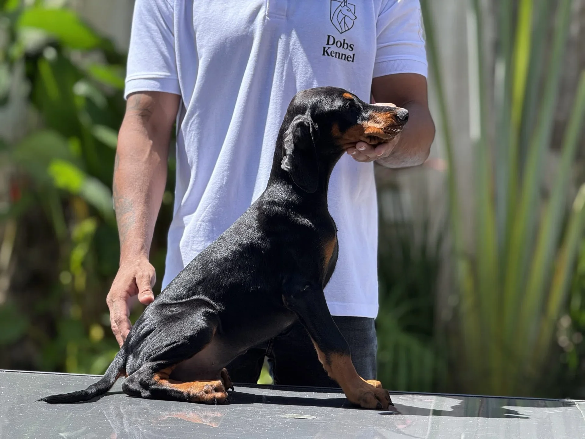 Adonis Dobs Kennel — foto 8
