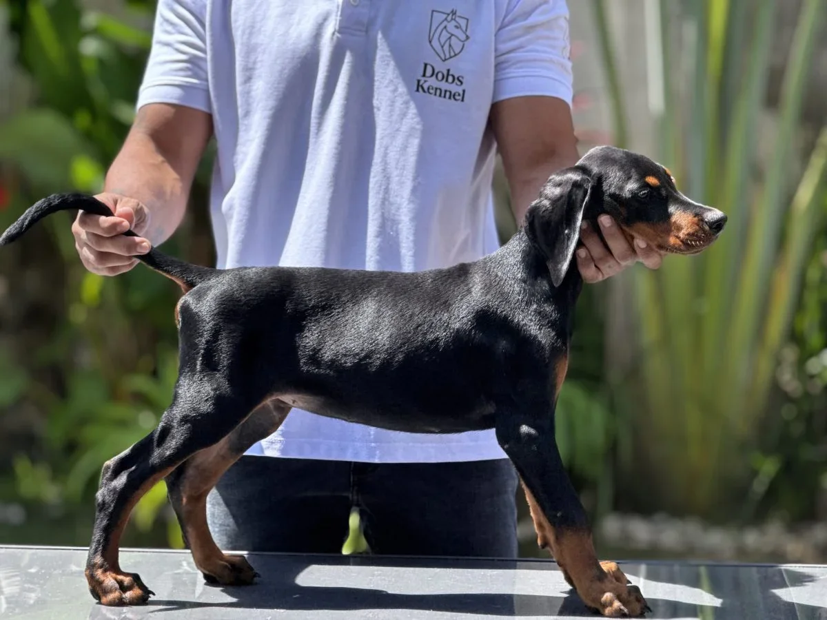 Klelp Doobs Kennel — foto 10
