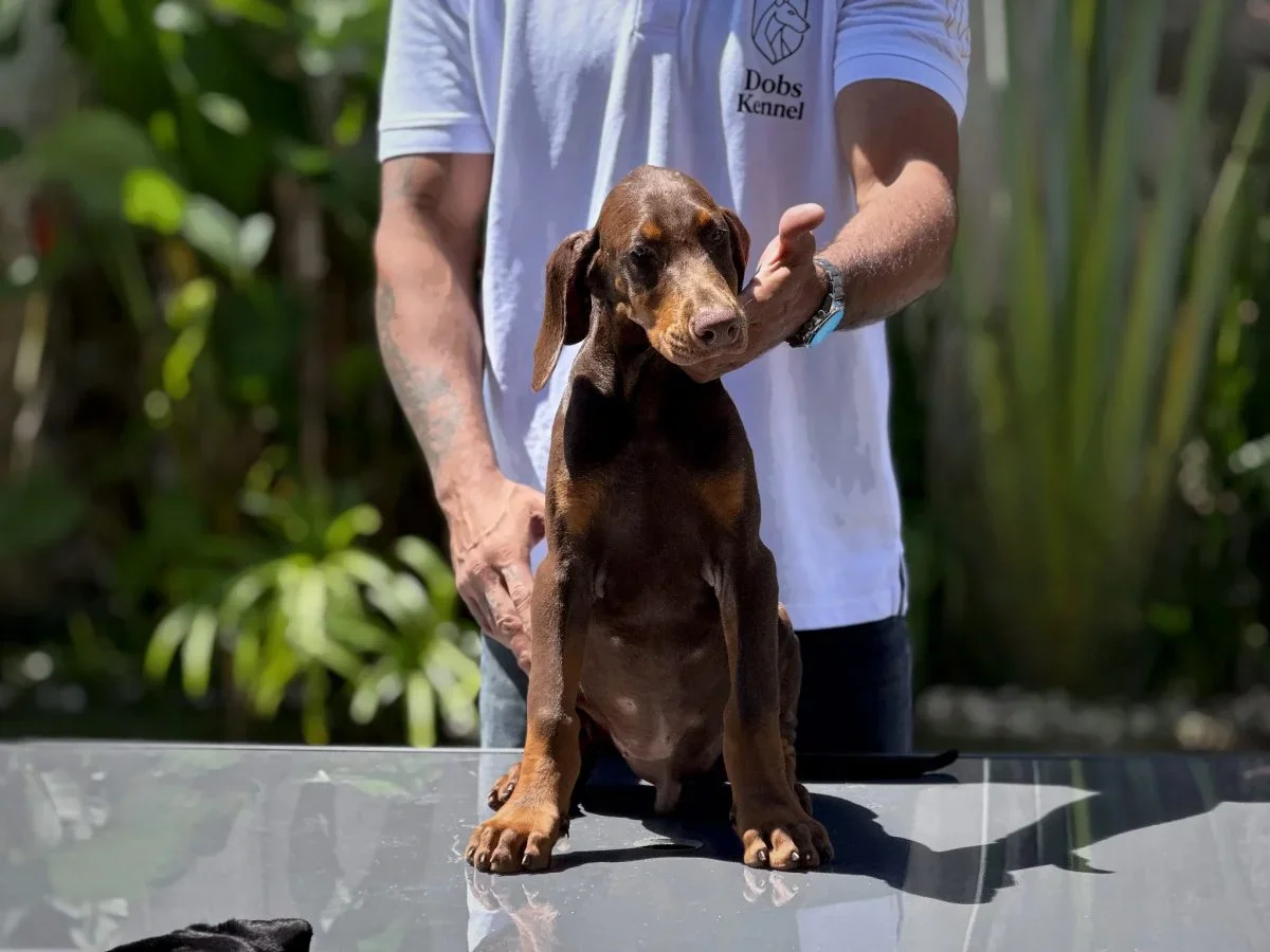 Kratos Dobs Kennel — foto 3