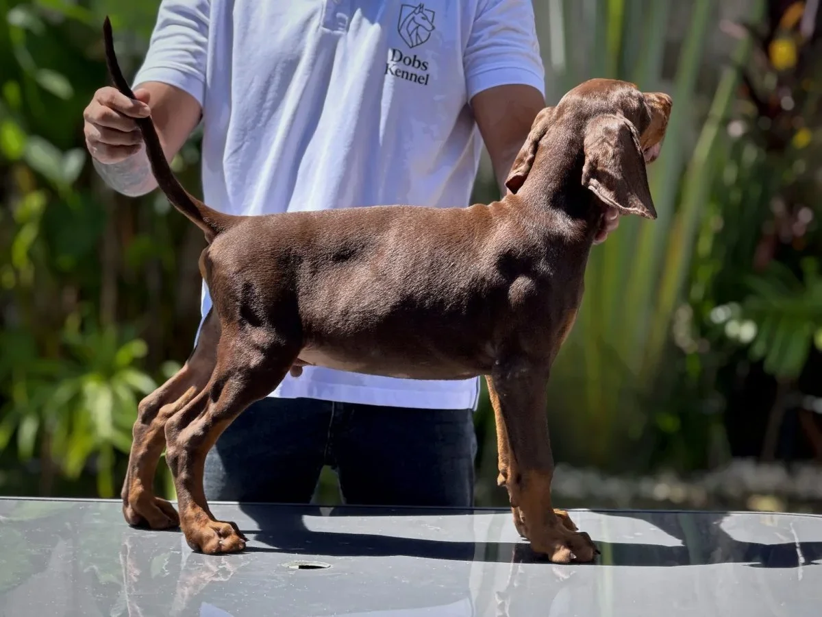 Kratos Dobs Kennel — foto 10