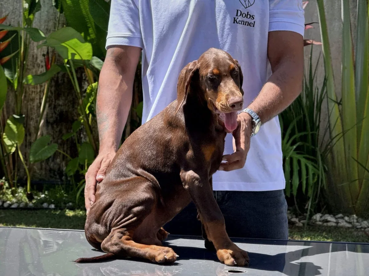 Kratos Dobs Kennel — foto 14