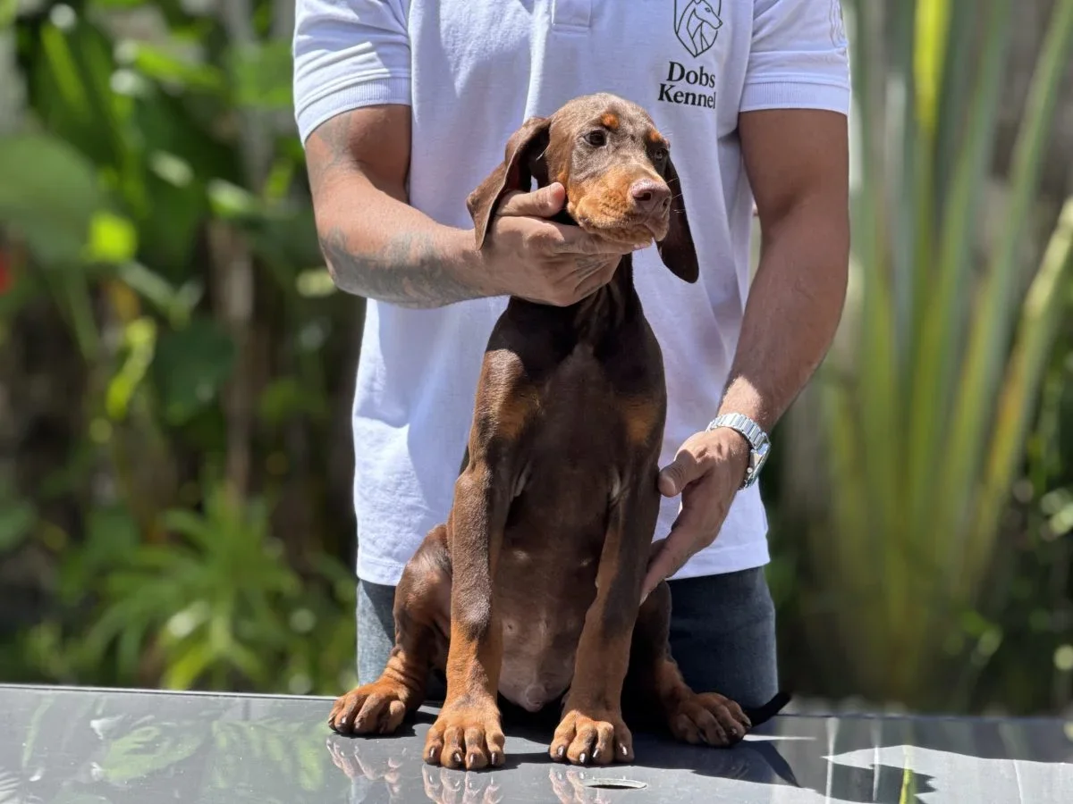 Draco Doobs Kennel — foto 1