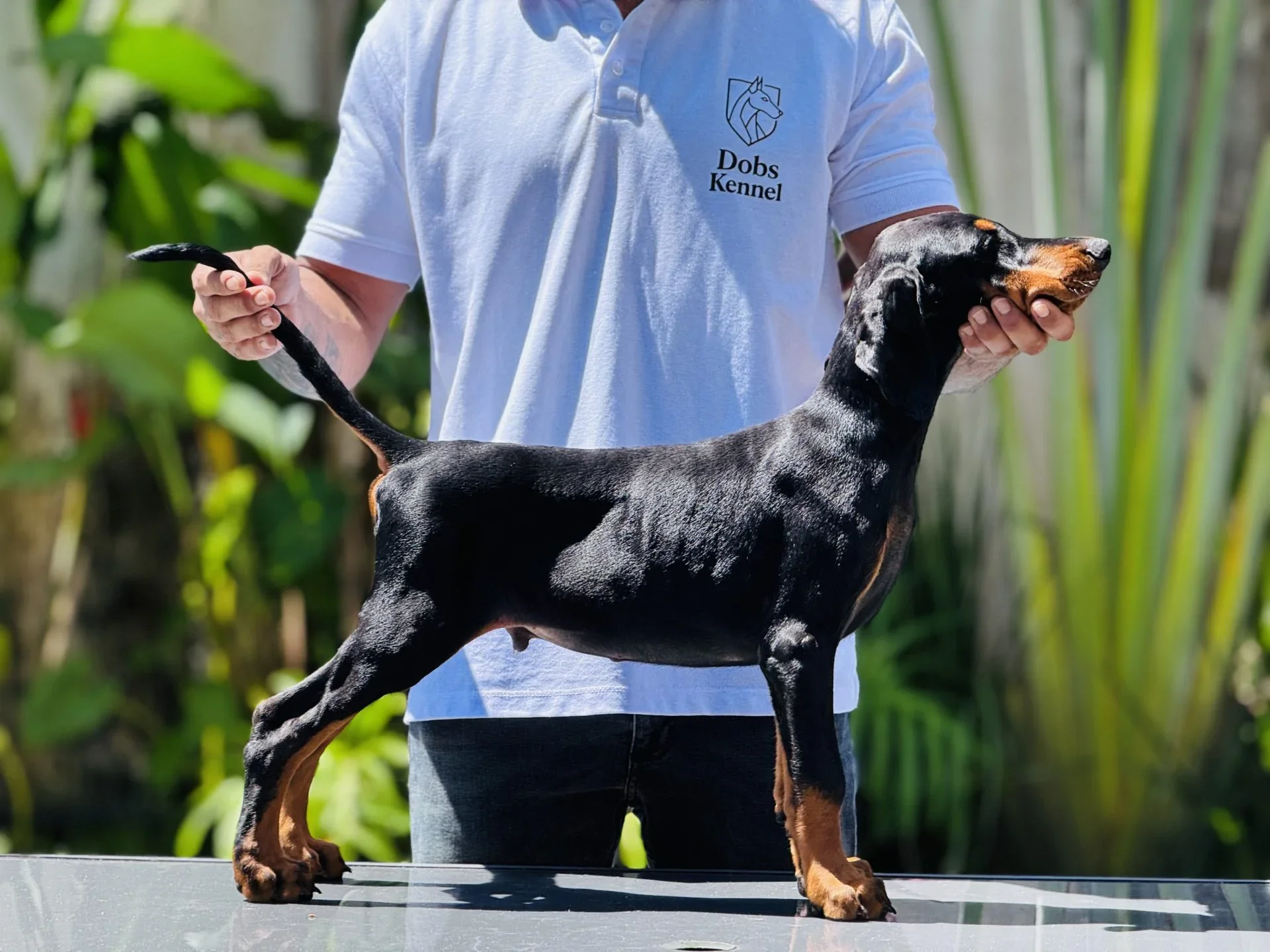 Adonis Dobs Kennel — foto 11