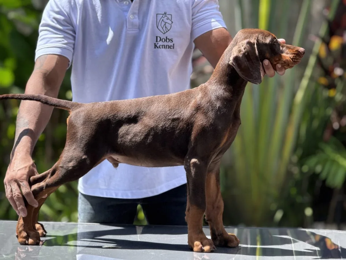 Draco Doobs Kennel — foto 14
