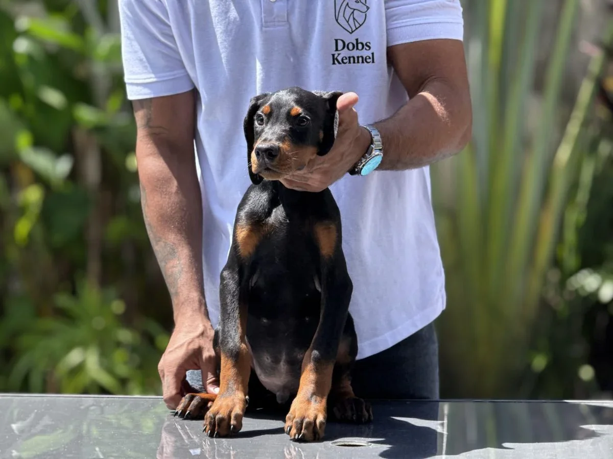 Klelp Doobs Kennel — foto 1