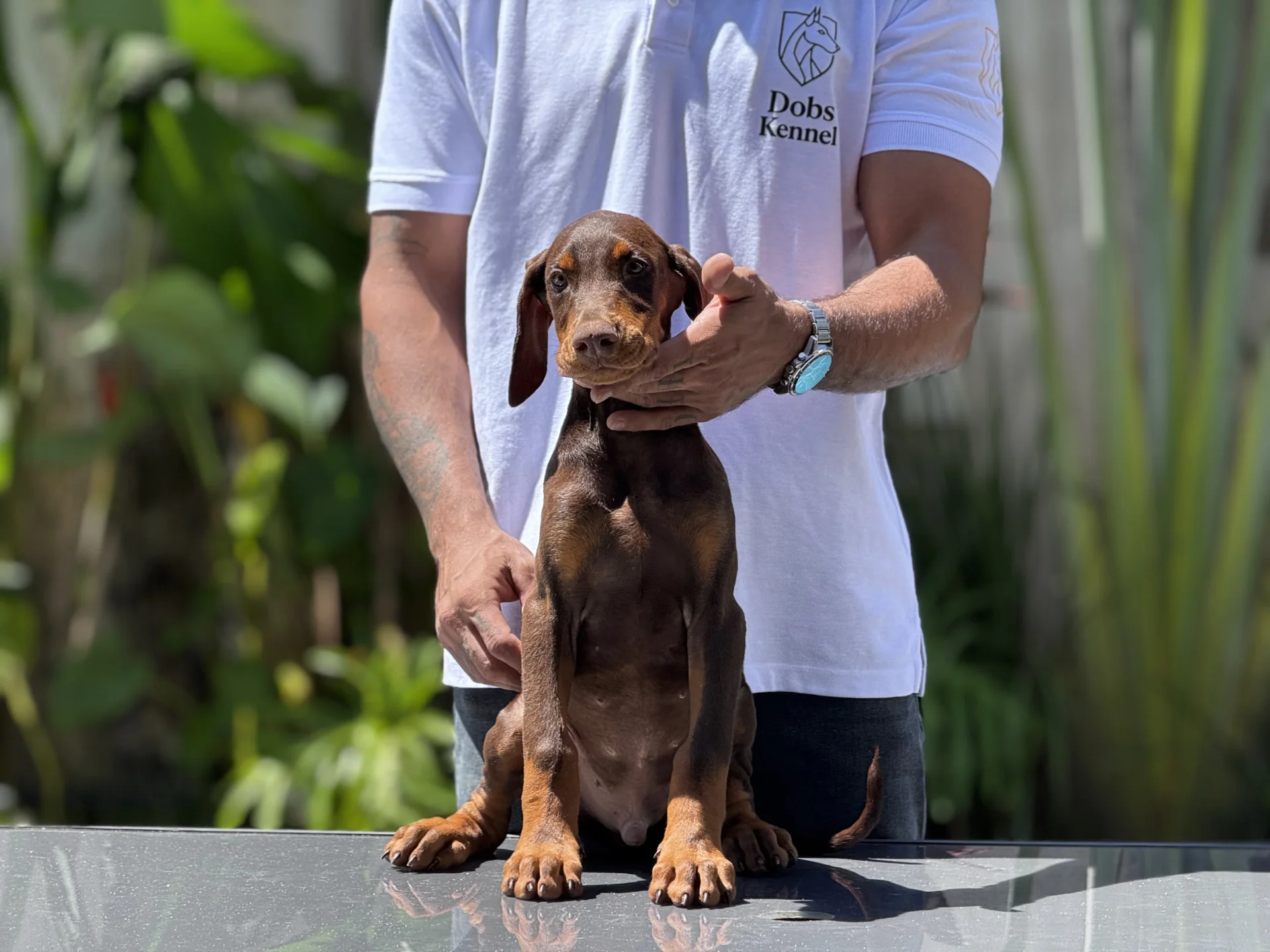 Ades Dobs Kennel — foto 4