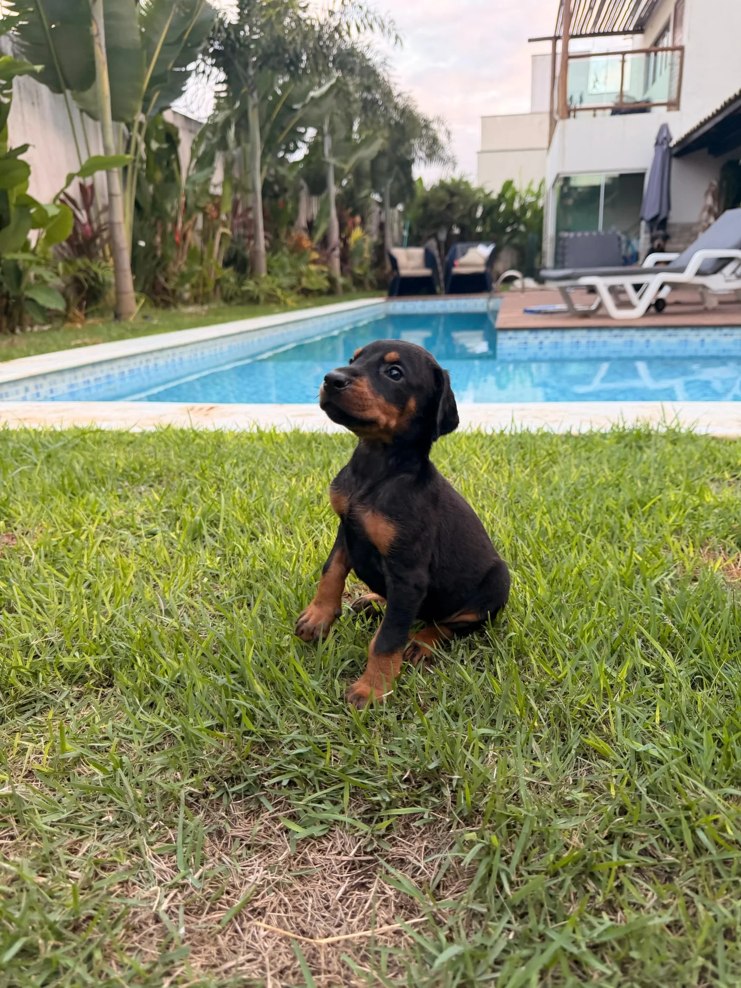 Crist Dobs Kennel — foto 5