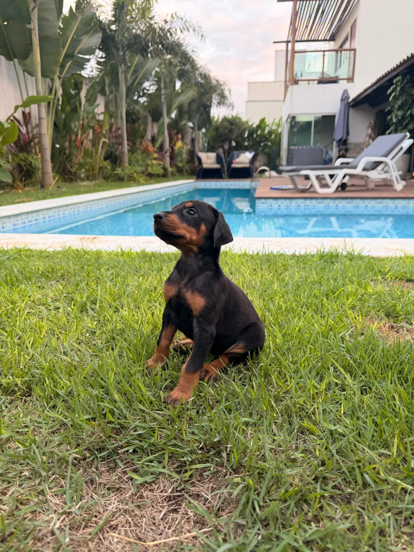 Crist Dobs Kennel — foto 9