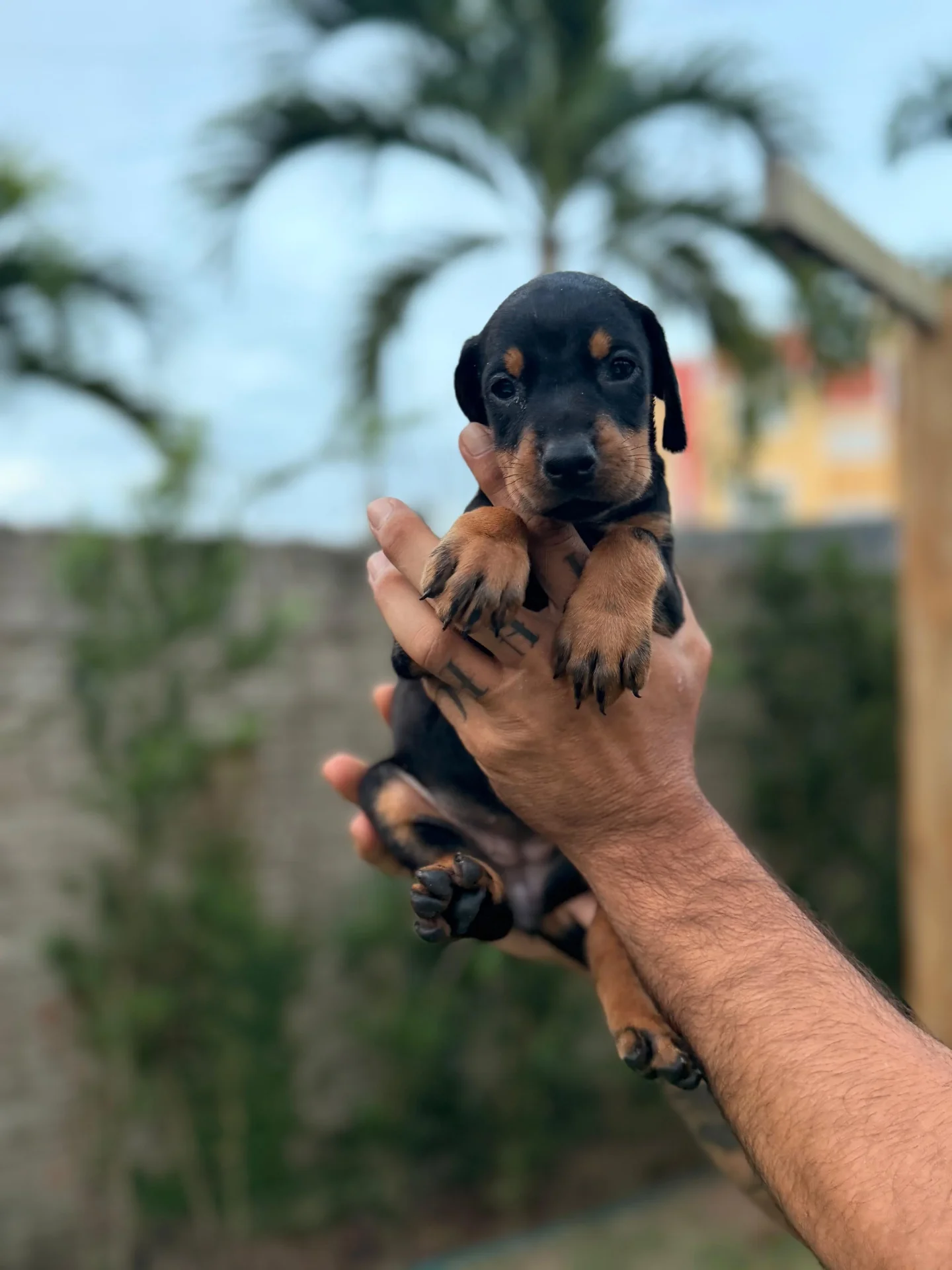 Crist Dobs Kennel — foto 1