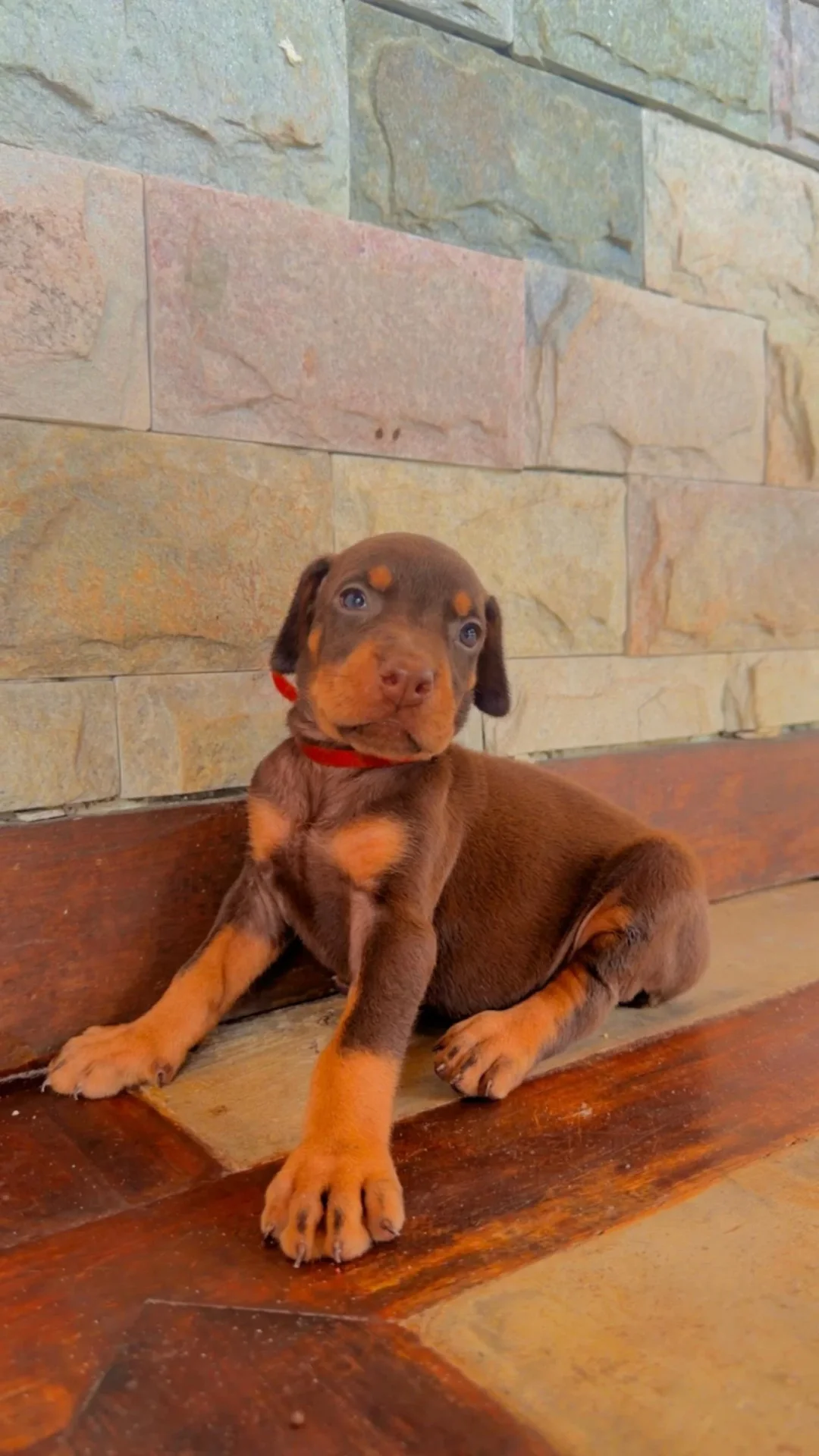 Frida Dobs Kennel — foto 12