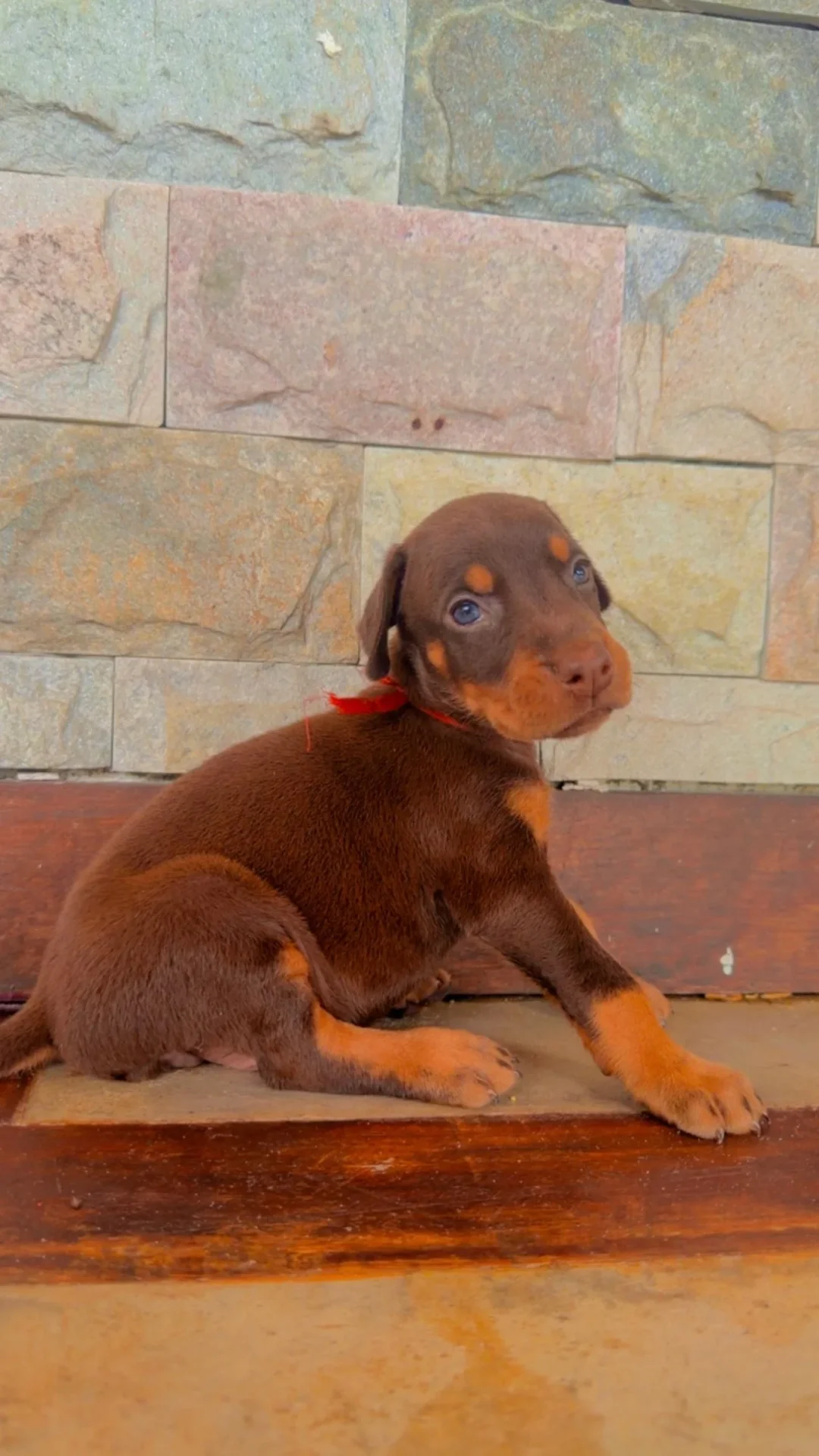 Frida Dobs Kennel — foto 13