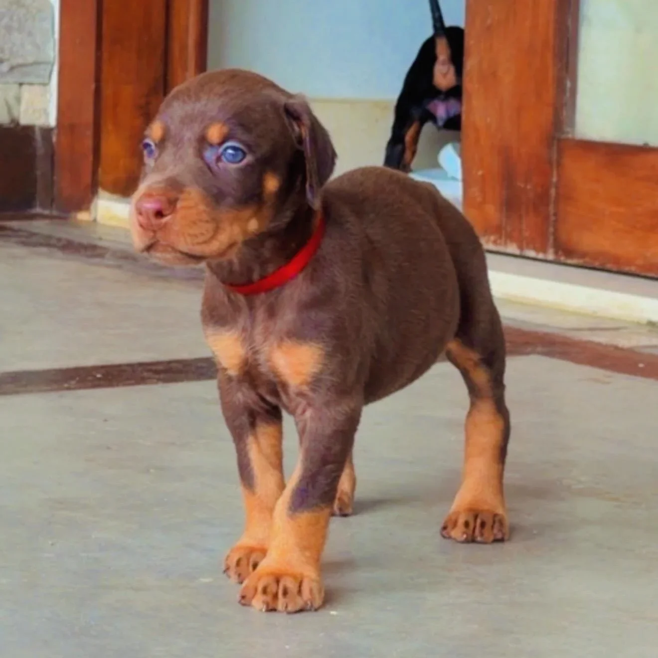 Frida Dobs Kennel — foto 4