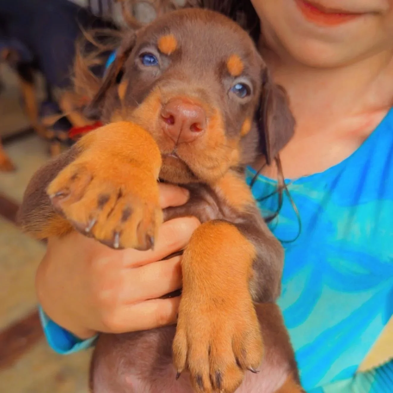 Frida Dobs Kennel — foto 5