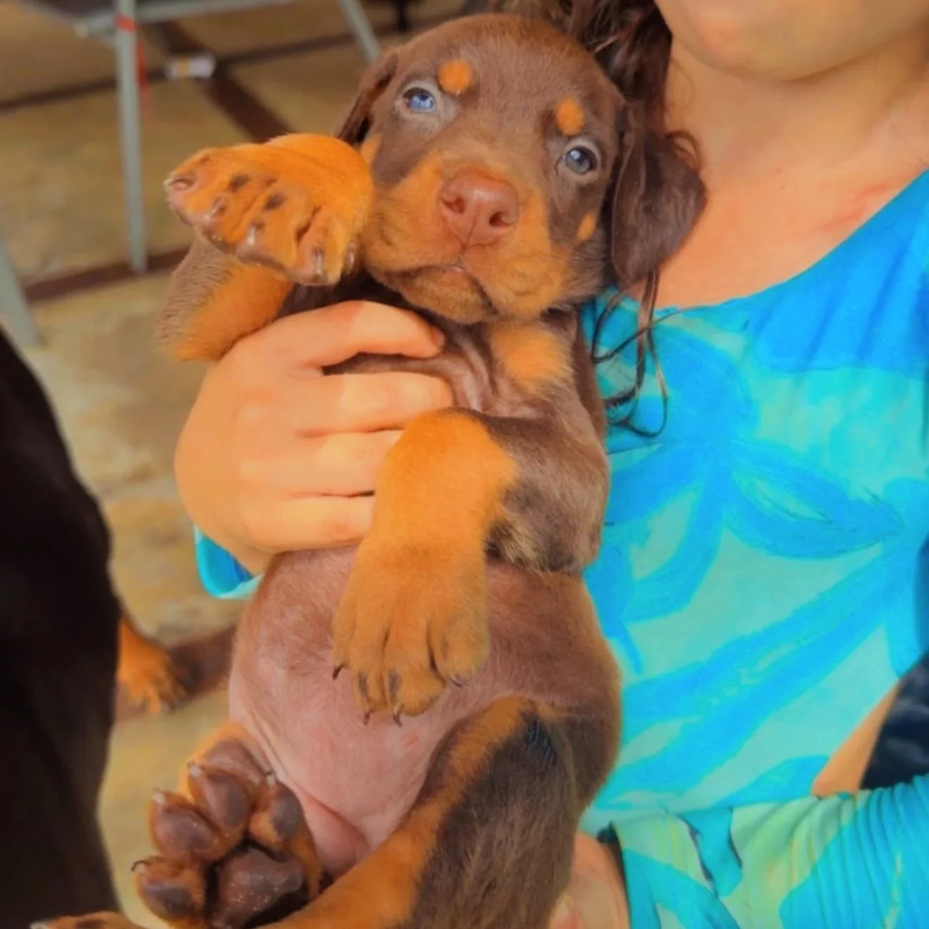 Frida Dobs Kennel — foto 6