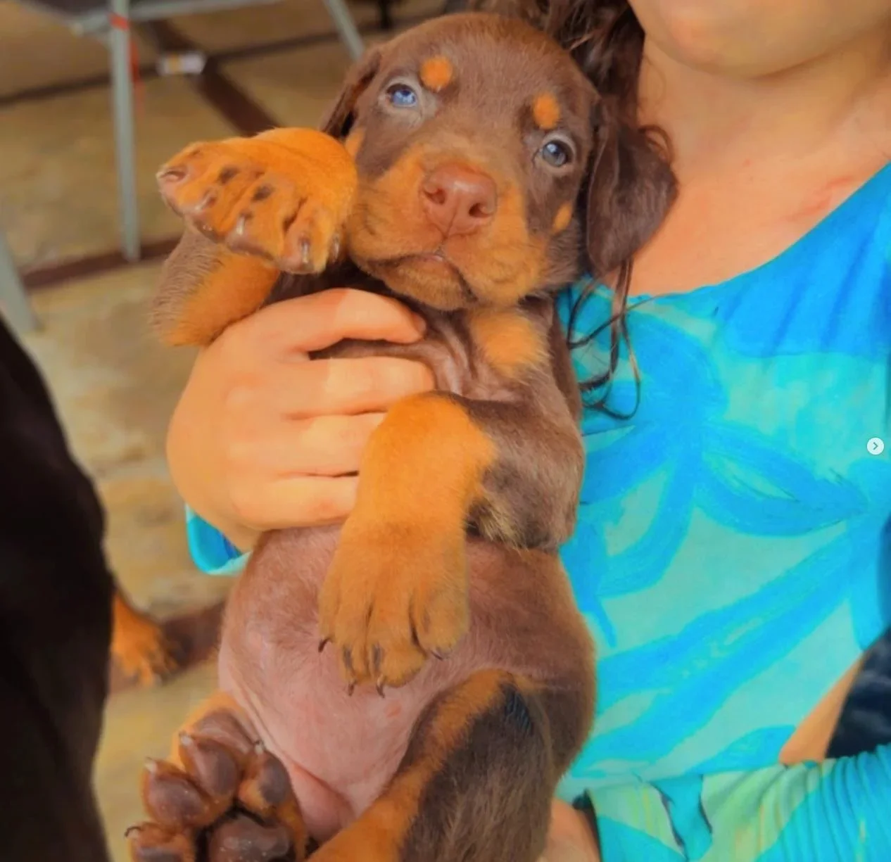 Frida Dobs Kennel — foto 1