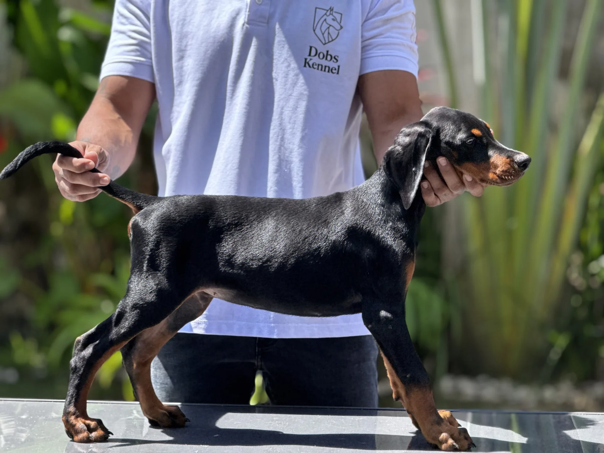 Zian Dobs Kennel — foto 3