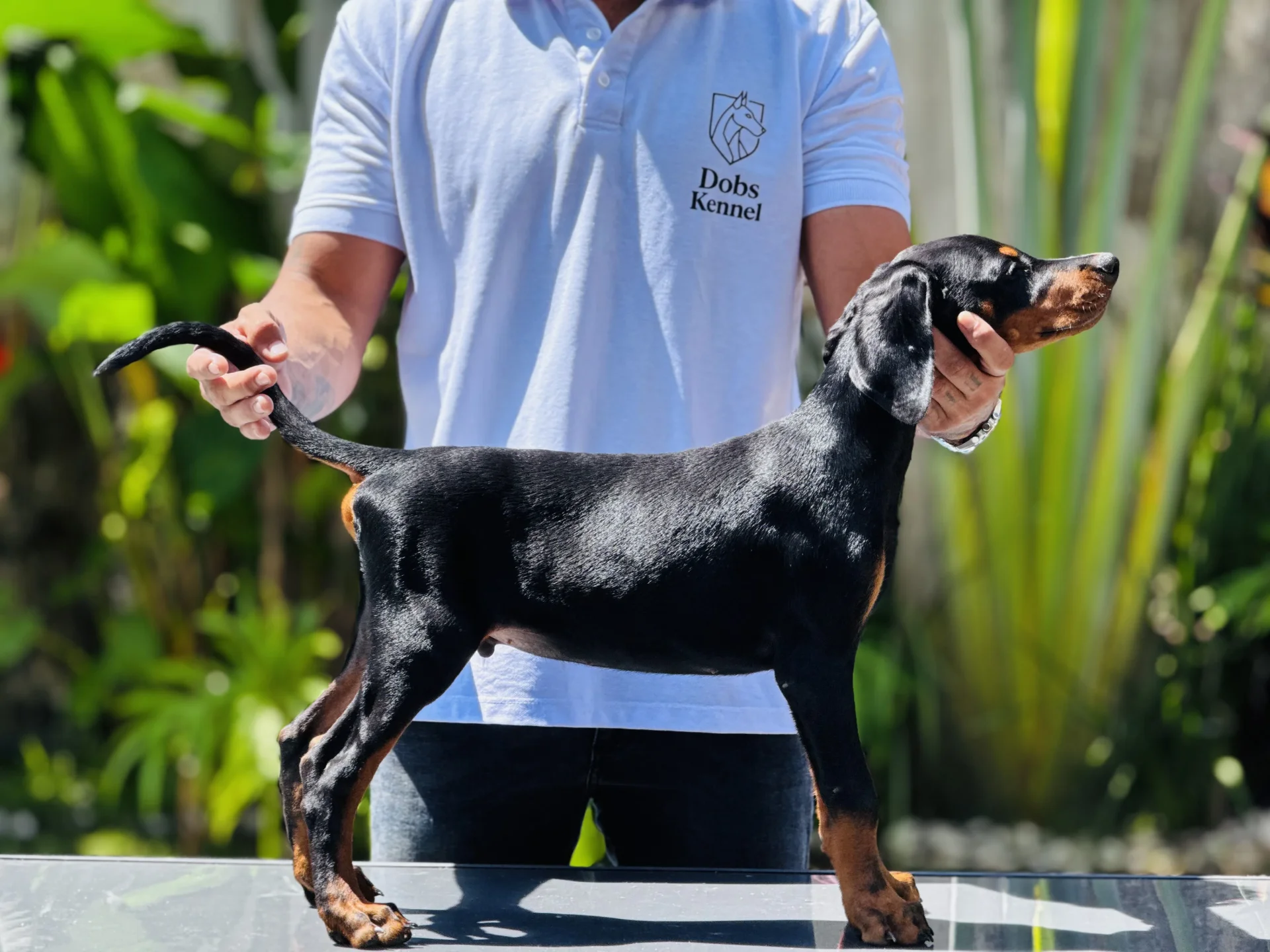 Zian Dobs Kennel — foto 5