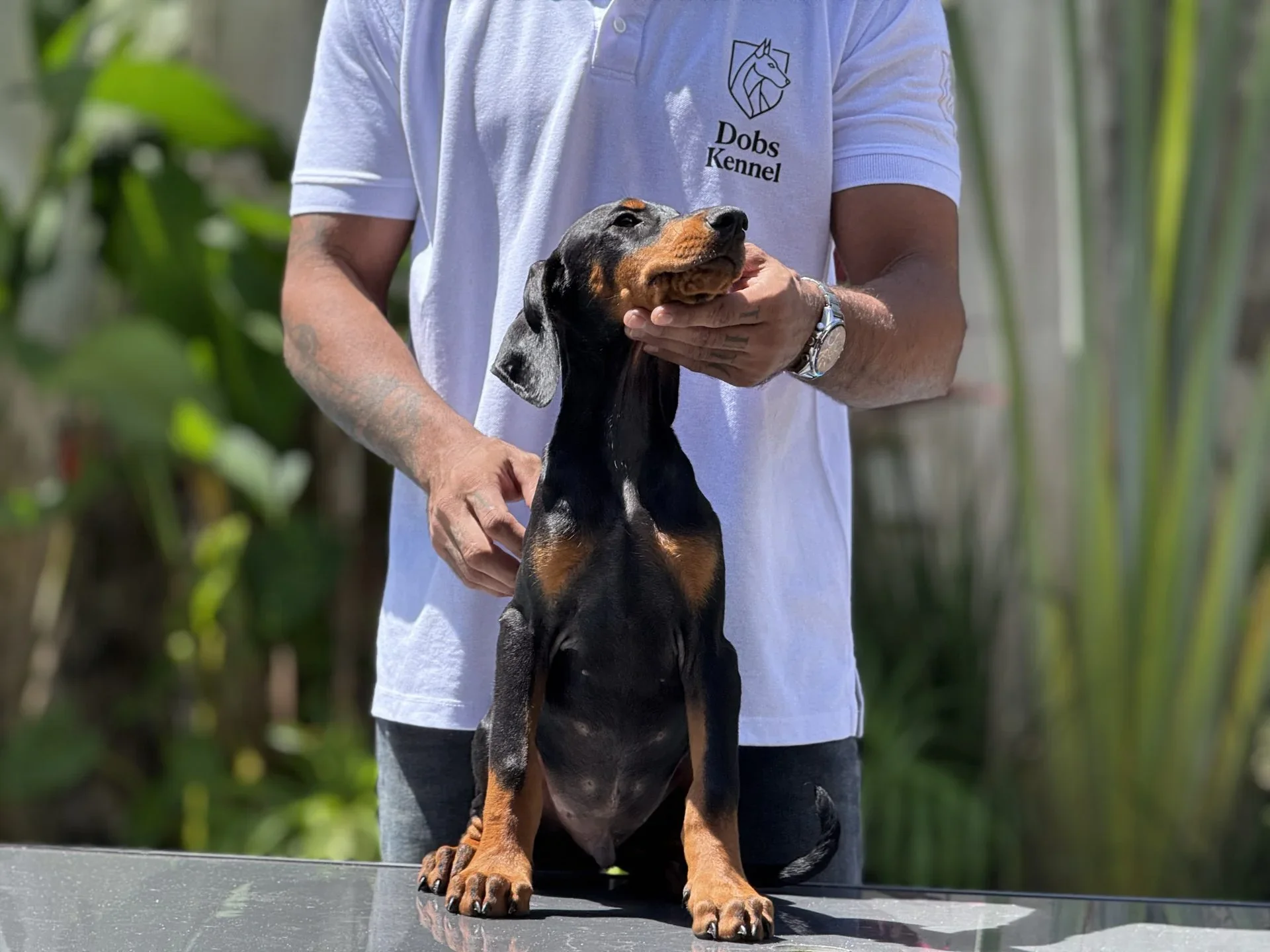 Adonis Dobs Kennel — foto 2