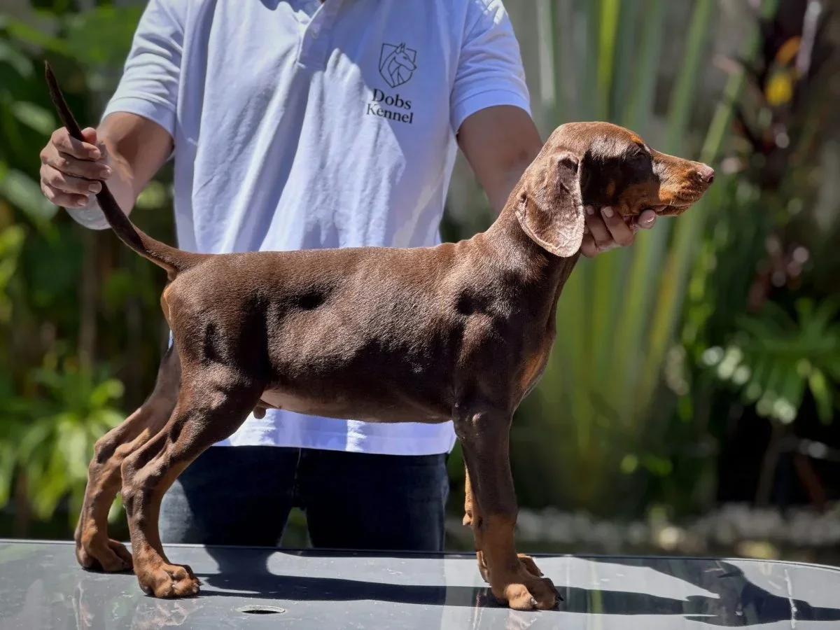 Kratos Dobs Kennel — foto 18
