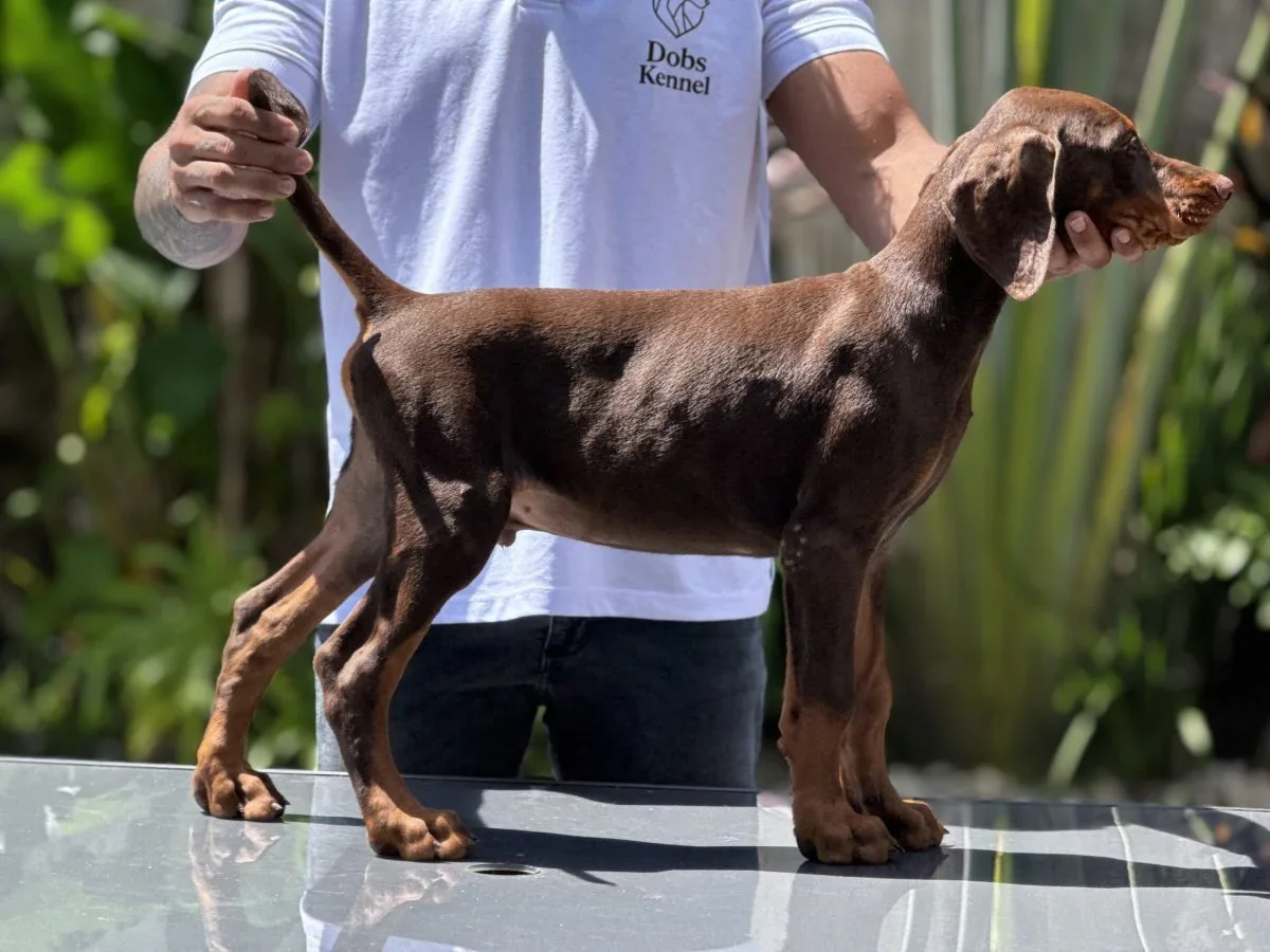 Draco Doobs Kennel — foto 15