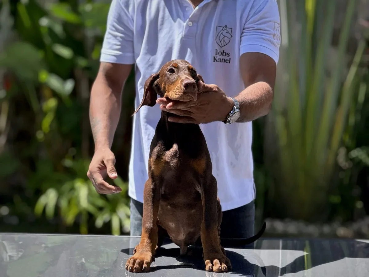 Kratos Dobs Kennel — foto 1